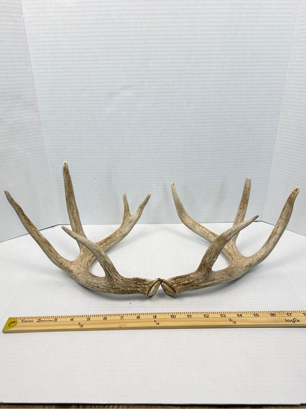 Authentic Naturally Shed Whitetail Deer Antlers 1 Pair